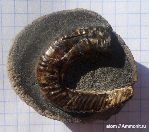 гетероморфные аммониты, нижний мел, апт, аптский ярус, Aptian, heteromorph ammonites, Tonohamites, Сосенки