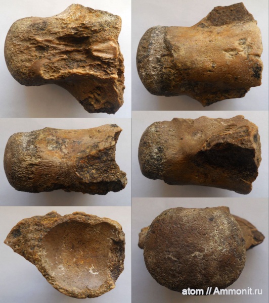 мозазавры, Саратовская область, кампан, Mosasaurus, Карякино, Campanian