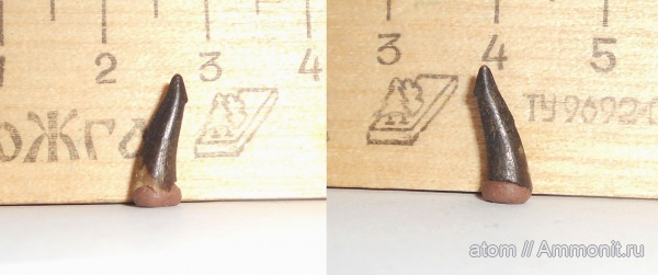 рыбы, сеноман, Cimolichthys