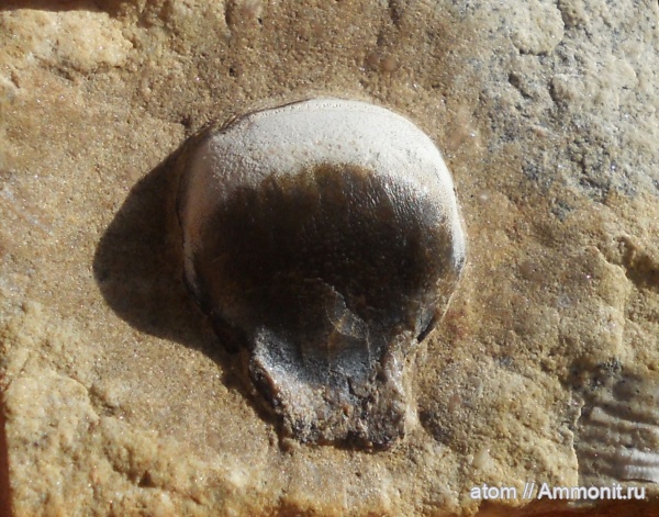 карбон, рыбы, Janassa, Janassa clarki