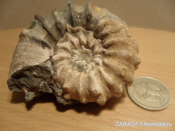 аммониты, Epicheloniceras, Ammonites
