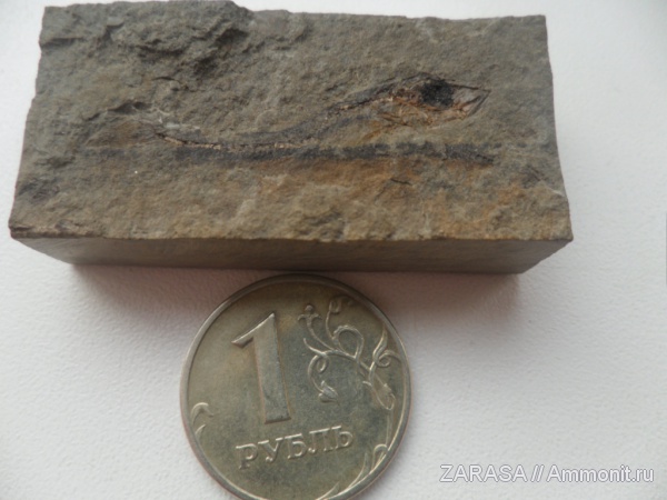 рыбы, позвоночные, сельдевые, fish