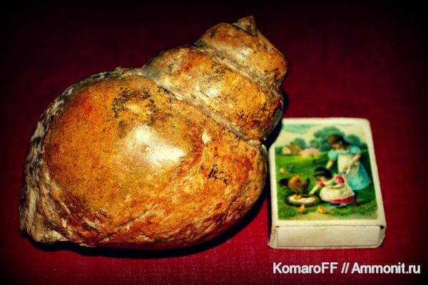 мел, Крым, Cretaceous