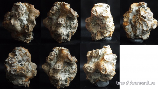 Plocoscyphia, морские губки