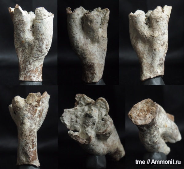 губковый горизонт, Морская губка