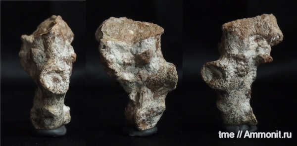 губковый горизонт, Морская губка