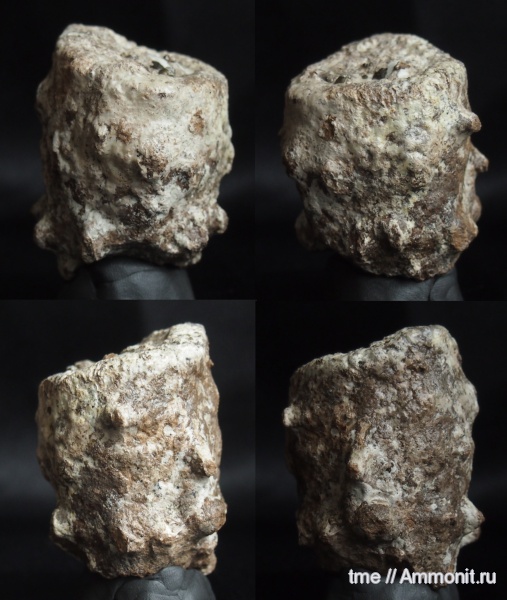 Microblastium, губковый горизонт, Морская губка