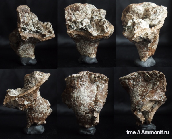 Ventriculites, губковый горизонт, Морская губка