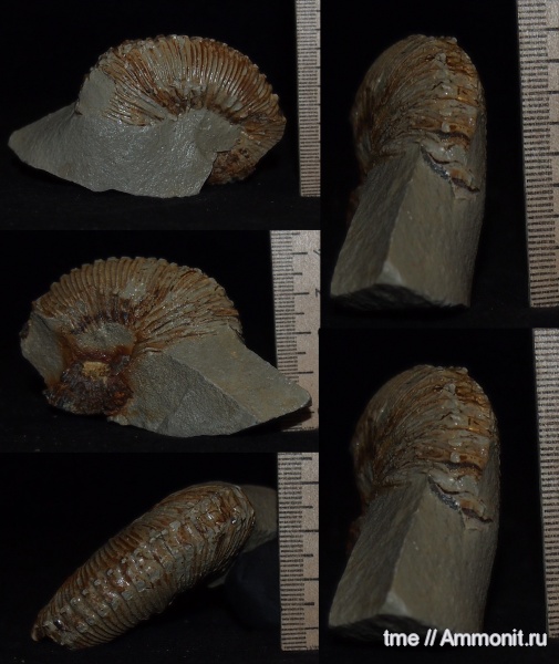 аммониты, Kosmoceras, келловей