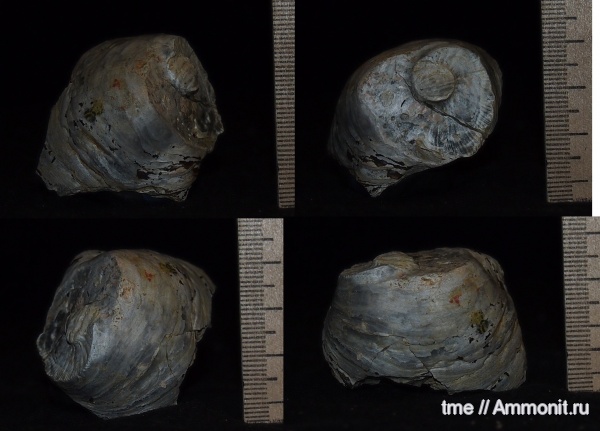 двустворчатые моллюски, келловей, Gryphaea, Gryphaea dilatata, ксеноморфизм, xenomorphism