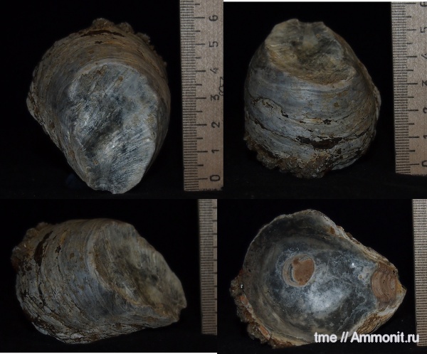 двустворчатые моллюски, келловей, Gryphaea, Gryphaea dilatata, ксеноморфизм, xenomorphism