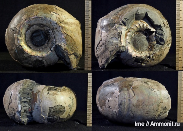 аммониты, Cadoceras, Cadoceras elatmae