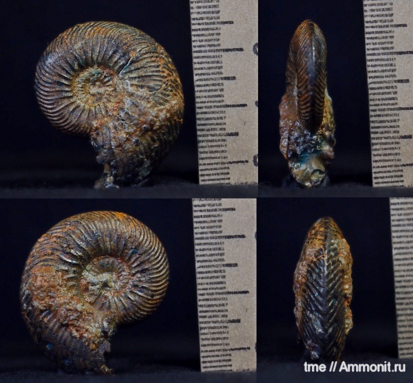 келловей, Quenstedtoceras