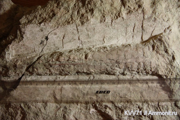 ордовик, Endoceras, Ordovician