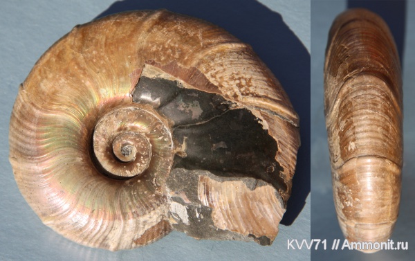 Zuercherella, Desmoceratidae