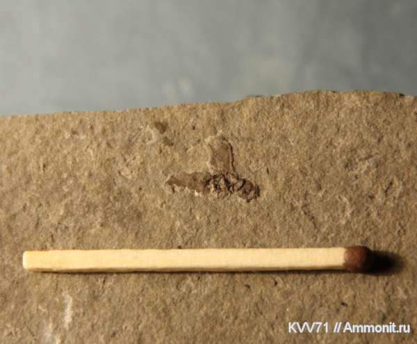 неоген, насекомые, р. Пшеха