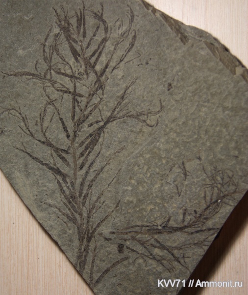 р. Пшеха, бурые водоросли