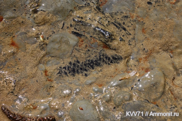 мел, шишки, Cretaceous