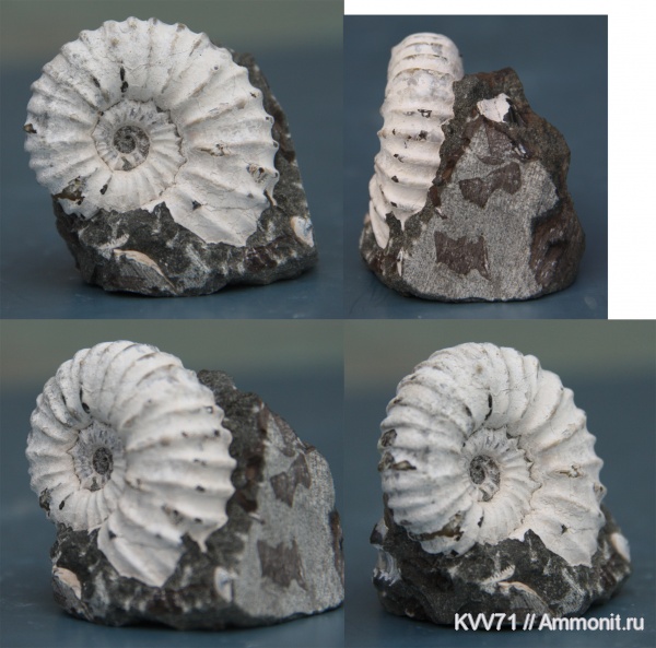 Acanthohoplites, Parahoplitidae