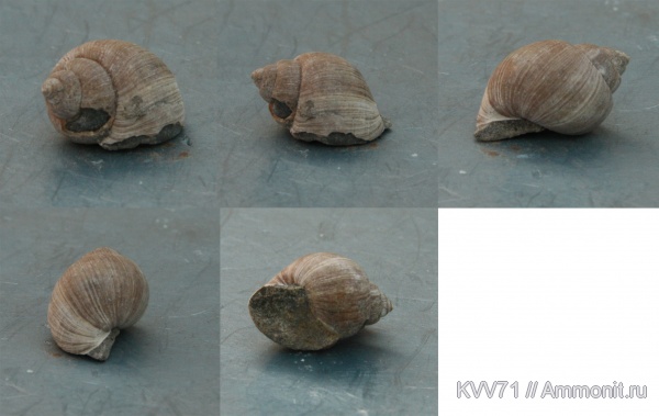 гастроподы, мел, апт, Ampullospira, р. Курджипс, Aptian, Cretaceous