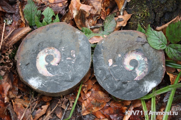 Zuercherella, Desmoceratidae