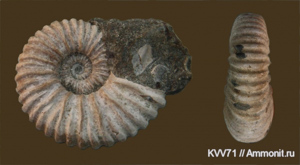 Acanthohoplites, Parahoplitidae