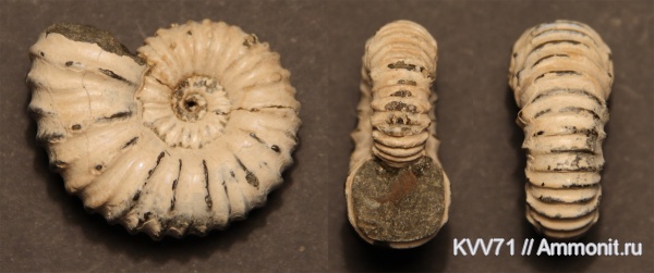 Acanthohoplites, Parahoplitidae