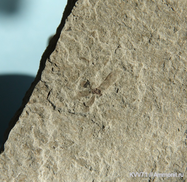 неоген, насекомые, р. Пшеха