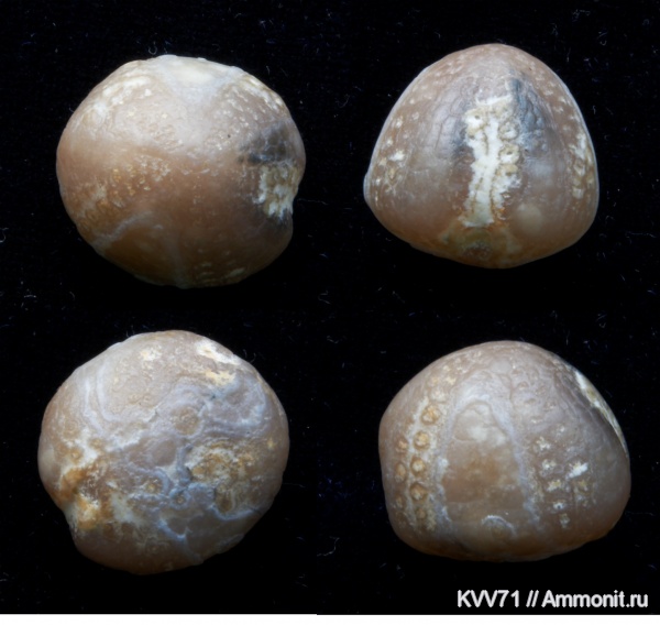 мел, Offaster pilula, Offaster, Cretaceous