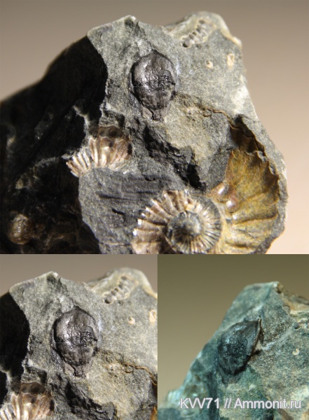 мел, растения, апт, семена, Aptian, Cretaceous