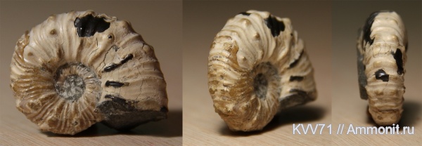 Matheronites, Hemihoplitidae