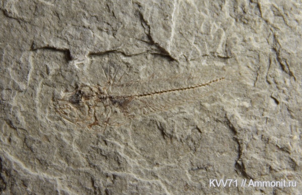 неоген, рыбы, р. Пшеха, Trachinus, fish