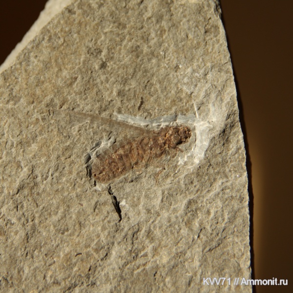 неоген, насекомые, р. Пшеха, Vespa