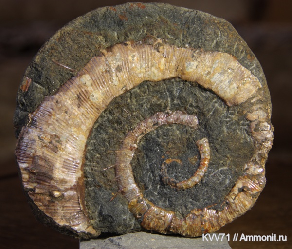 Crioceratites, Crioceratites elegans, Cretaceous