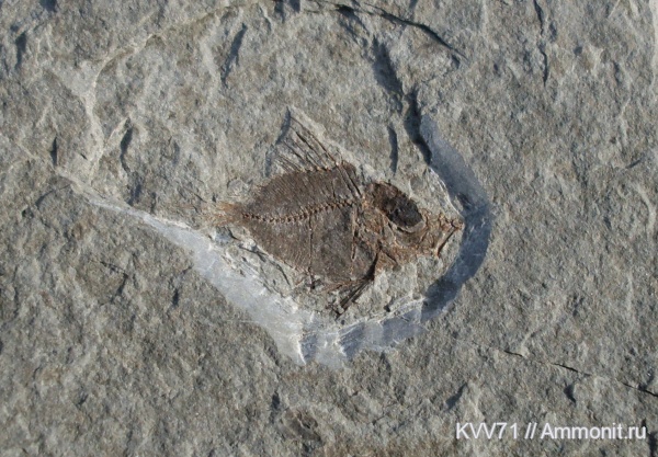 неоген, рыбы, р. Пшеха, Proantigona, fish