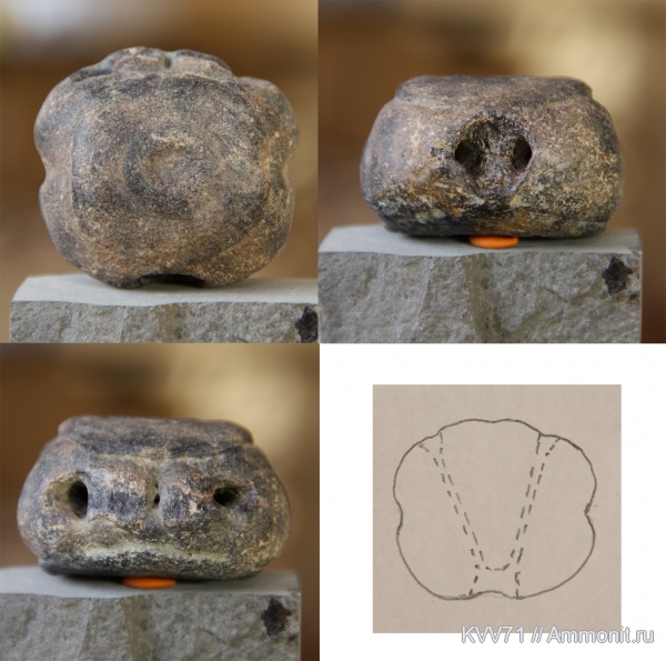 палеоген, млекопитающие, киты, позвонки, р. Мокрый Апчас