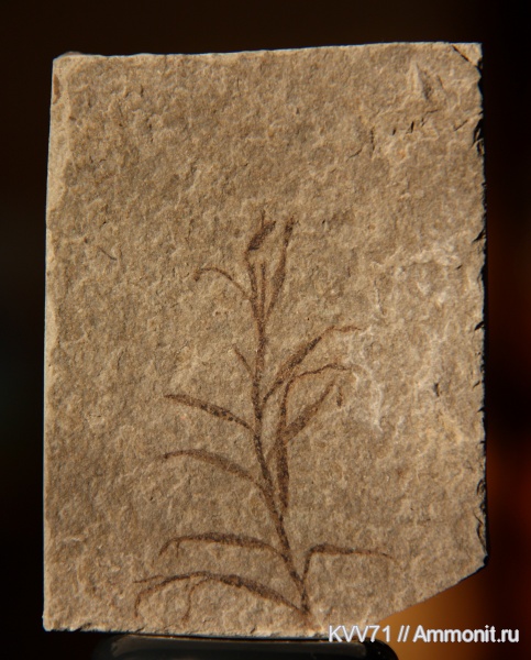 неоген, водоросли, р. Пшеха