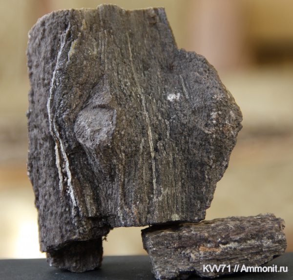 Растения. Нижний мел, палеоген, неоген Краснодарского края