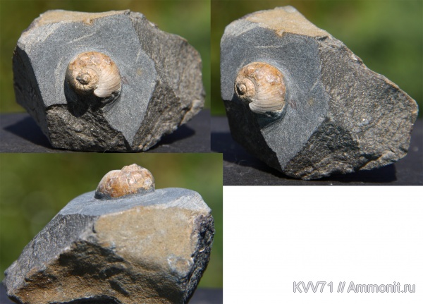 мел, брюхоногие моллюски, апт, Natica, Natica gaultina, р. Хокодзь, Aptian, Cretaceous