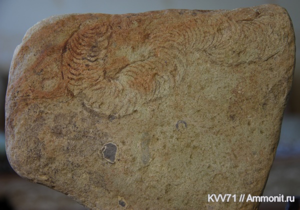 ихнофоссилии, Laminites