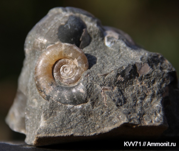 Euphylloceras, Protetragonites, Protetragonites karakaschi