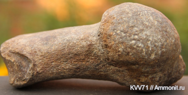 неоген, Cetotherium, р. Сухой Апчас