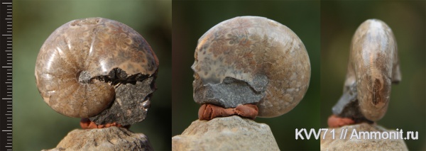 Euphylloceras, Phylloceratidae, Euphylloceras velledae