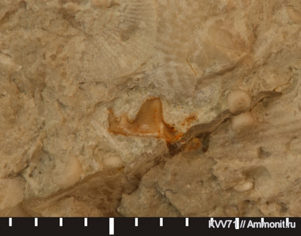 Symmoriiformes, Symmorium