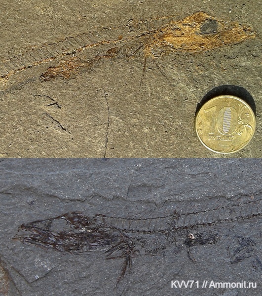 Съеденные заживо. Олигоцен, неоген. Краснодарский край