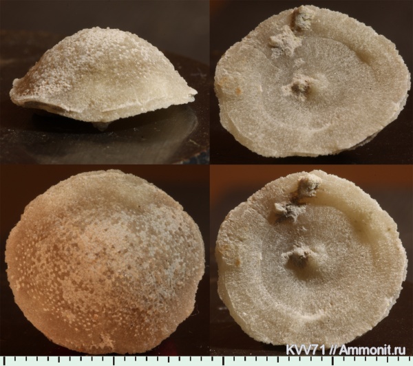 ордовик, мшанки, Тверская область, Ordovician