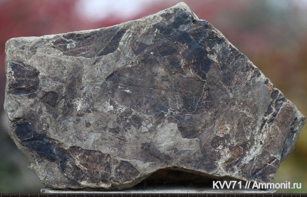 неоген, растения, р. Шибик