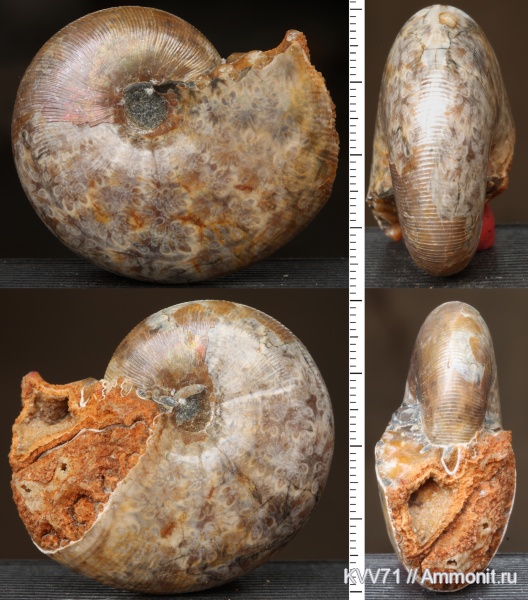 Euphylloceras, Phylloceratidae