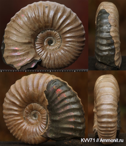 Acanthohoplites, Parahoplitidae