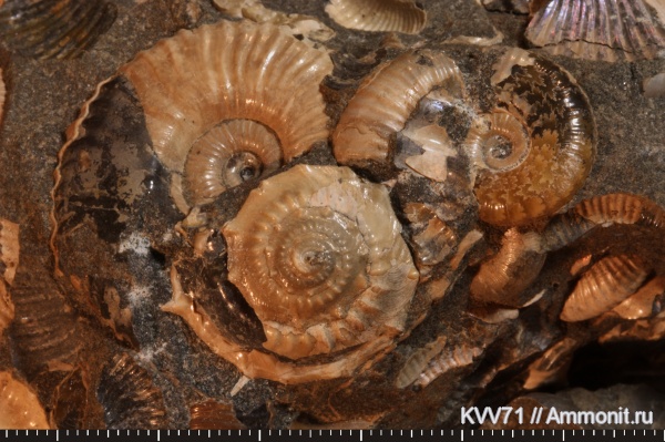 Acanthohoplites, Nummogaultina dentata, р. Курджипс, Nummogaultina